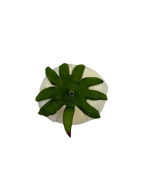 Pełnik główka 8 cm  krem i jasno zielony