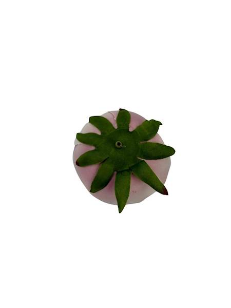 Pełnik główka 8 cm krem i brudny róż
