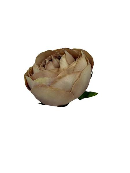 Pełnik główka 8 cm capuccino