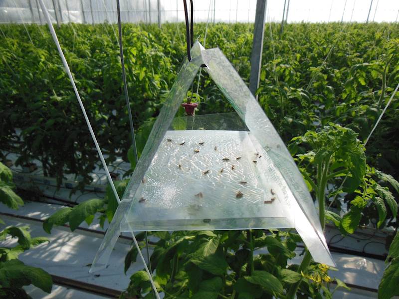 Pułapka feromonowa - rolnica zbożówka - Agrotis segetum
