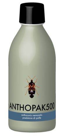 Anthocoris nemoralis 500 szt - 1 op. Dziubałek nadrzewny