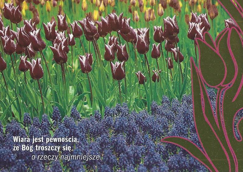 Kartka Pocztówka TULIPANY 1. "Wiara jest pewnością, że Bóg ..."