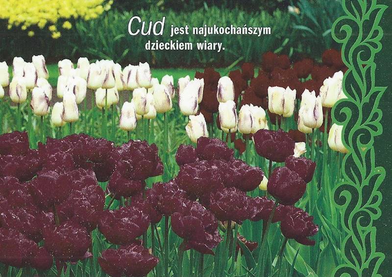 Kartka Pocztówka TULIPANY 2. "Cud jest najukochańszym dzieckiem wiary."