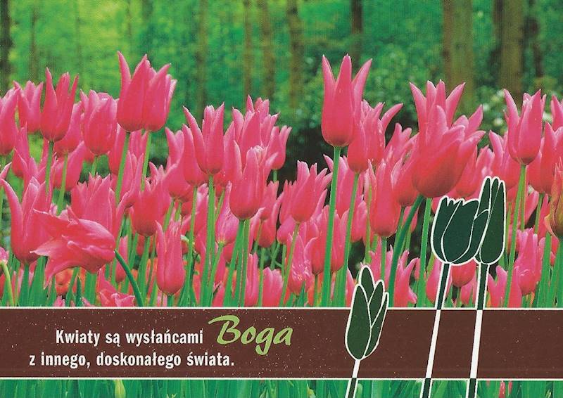Kartka Pocztówka TULIPANY 7. "Kwiaty są wysłańcami Boga z innego..."