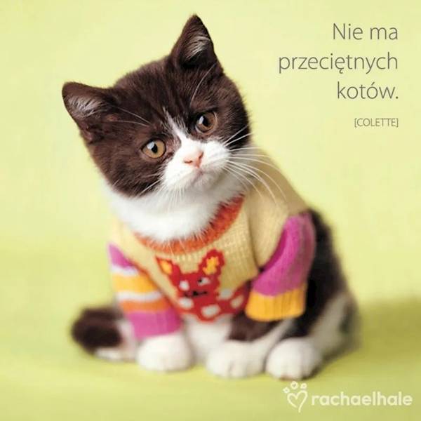 Magnes na lodówkę kukartka "Nie ma przeciętnych kotów" MG-004
