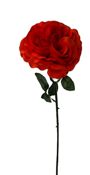 Róża na łodydze Q3