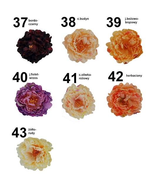 Peonia wyrobowa, W233998