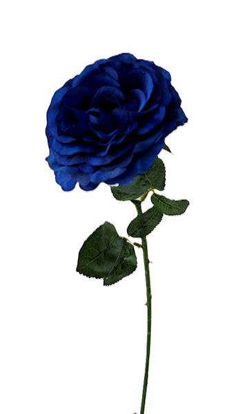 Róża na łodydze Q3