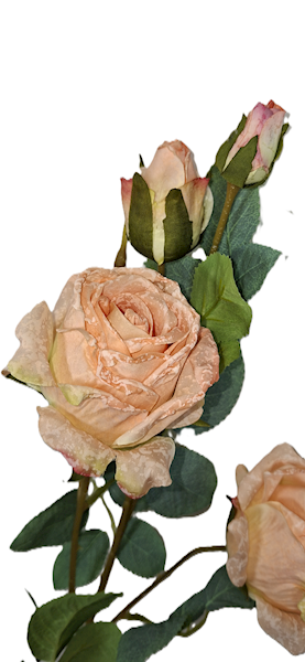 Róża na gałązce, DG11