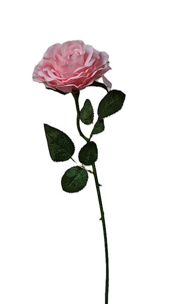 Róża na łodydze Q3