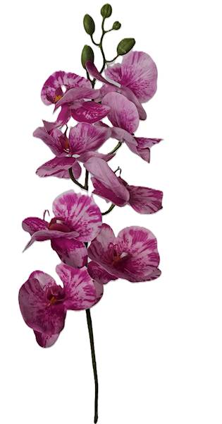 Storczyk na łodydze, DG2