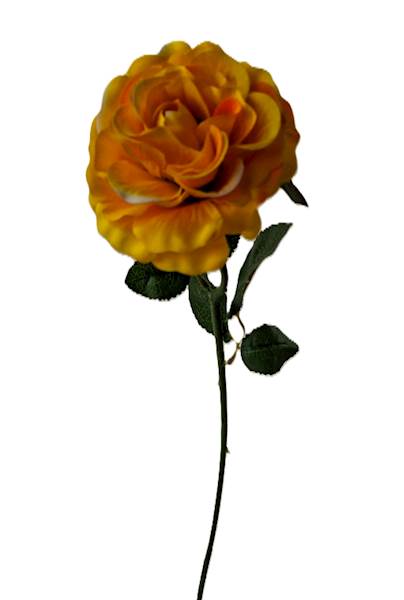 Róża na łodydze Q3