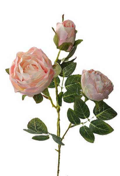 Gałązka róży, DG14