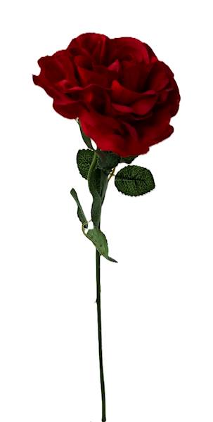 Róża na łodydze Q3