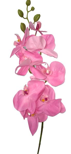 Storczyk na łodydze, DG2