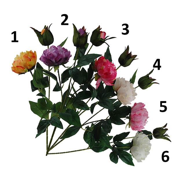 Peonia na łodydze, DG7