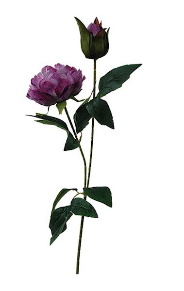 Peonia na łodydze, DG7