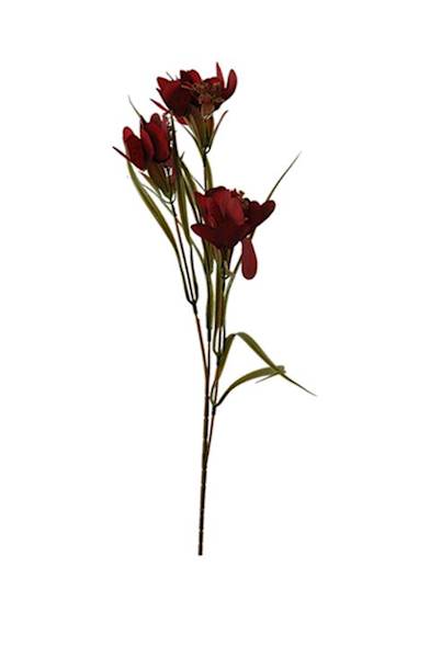 Dalia na łodydze, DG4