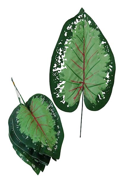 Liść Kaladium, QL4