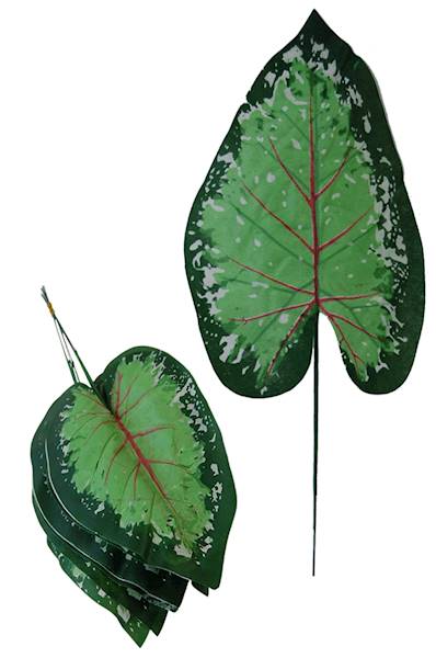 Liść Kaladium, QL4