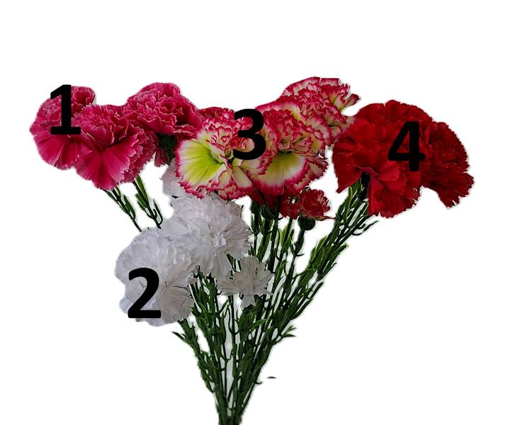 Goździk na gałązce Q4