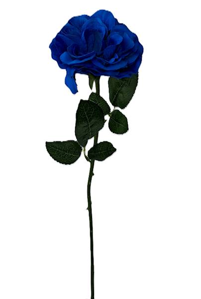 Róża na łodydze Q3