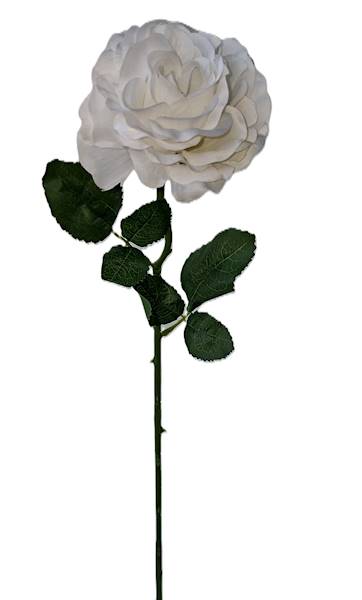 Róża na łodydze Q3