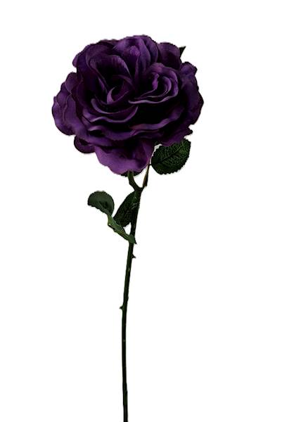 Róża na łodydze Q3