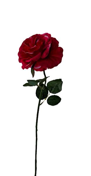 Róża na łodydze Q3