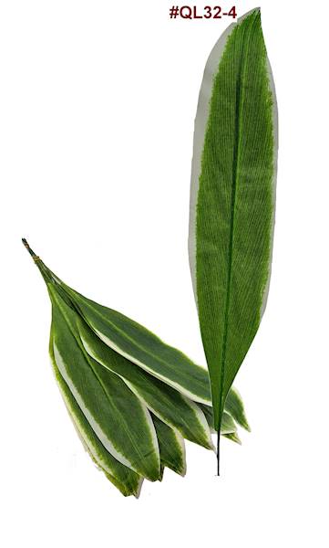 Liść Draceny QL32