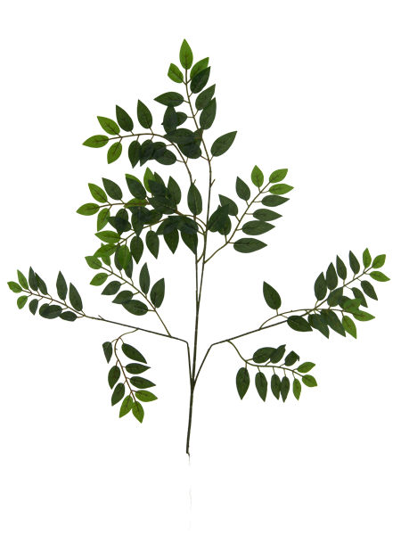 Gałąź Akacji x4 QL29