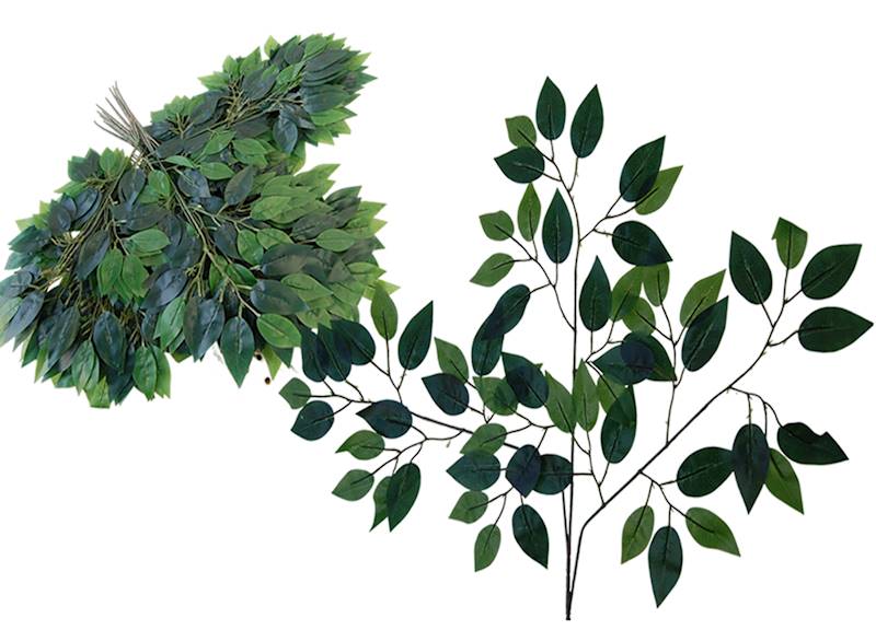 Fikus - gałąź, QL26