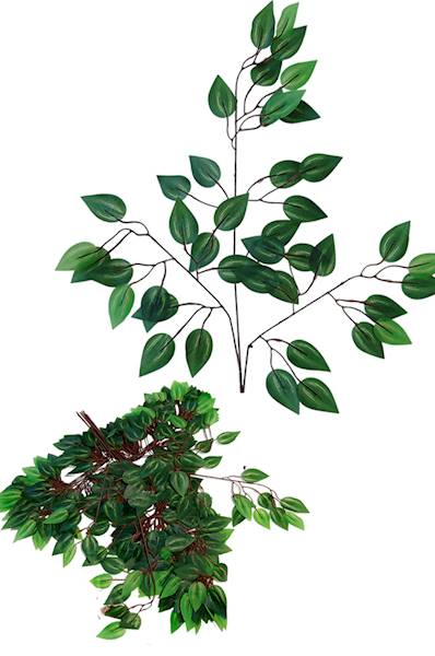 Fikus - gałąź, QL24