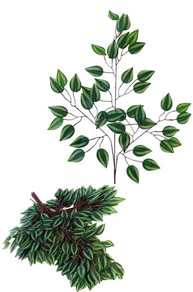 Fikus - gałąź, QL22