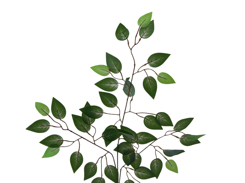 Fikus - gałąź, QL21