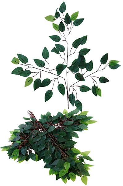 Fikus - gałąź, QL20