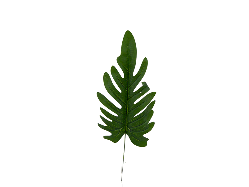 Liść Monstery QL13