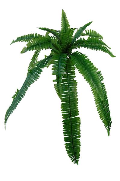 Paproć - bukiet QL10