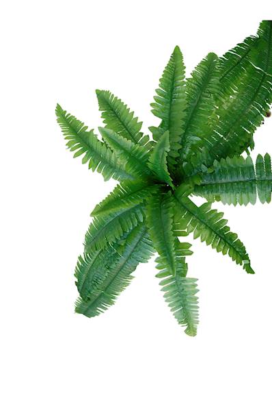 Paproć - bukiet QL10