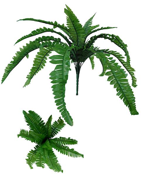 Paproć - bukiet x18 QL9