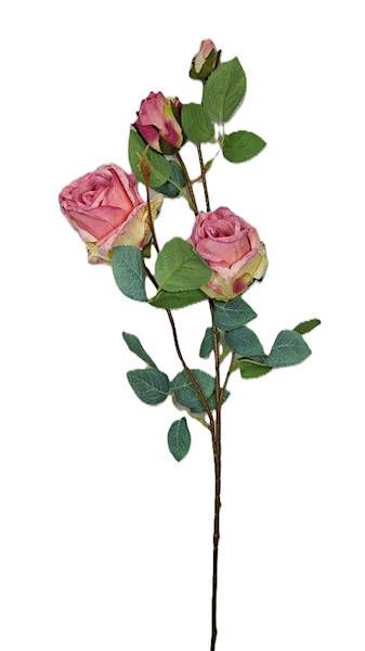 Róża na gałązce, DG11