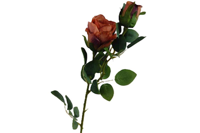 Róża na gałązce, DG9