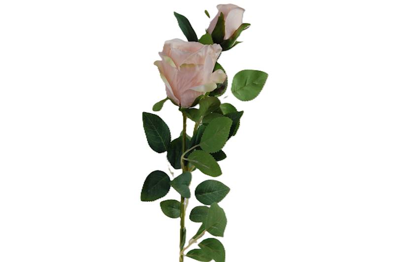 Róża na gałązce, DG9