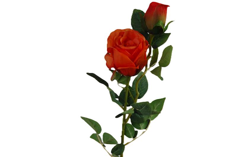 Róża na gałązce, DG9