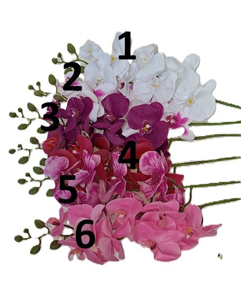 Storczyk na łodydze, DG2