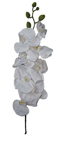 Storczyk na łodydze, DG2