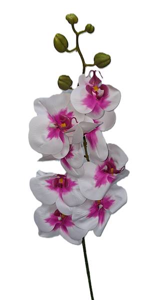 Storczyk na łodydze, DG2