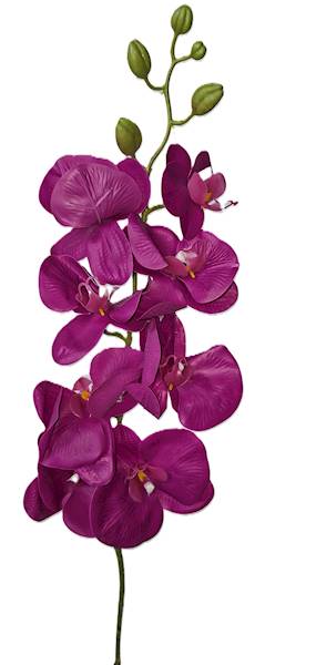 Storczyk na łodydze, DG2