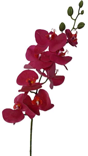 Storczyk na łodydze, DG2