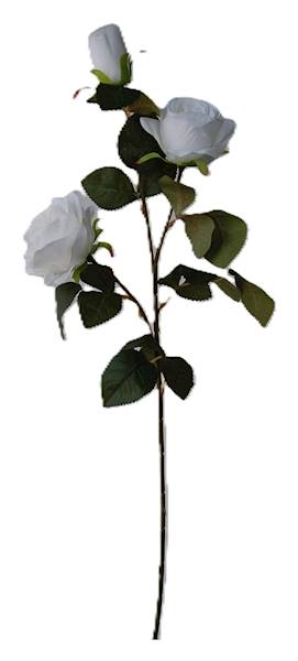 Róża na gałązce, DG6